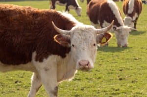 Treat Animals Humanely And Humans Fairly