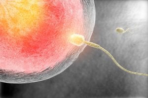 Nutrition For Infertility